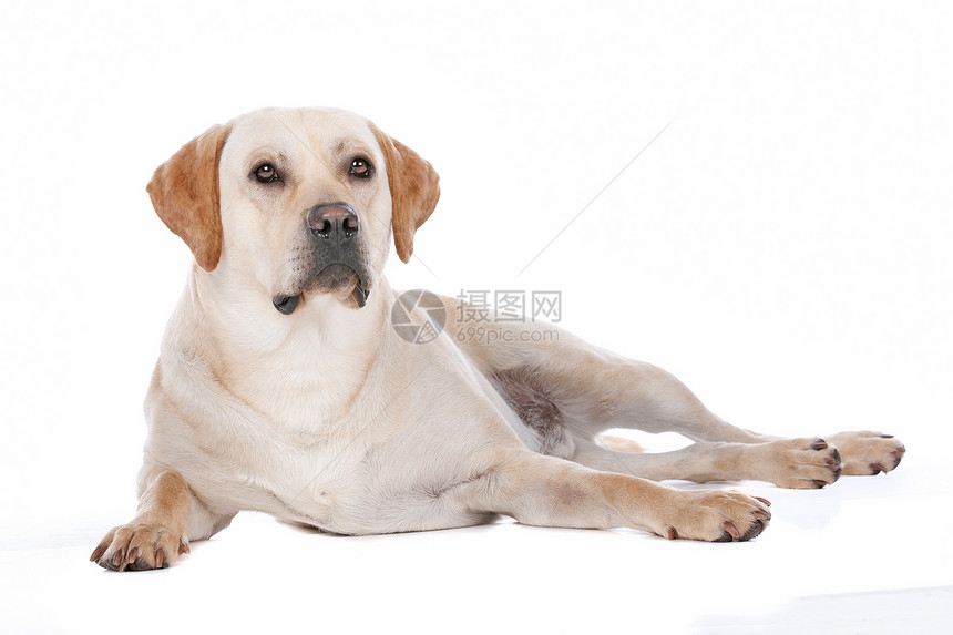 拉布拉多检索动物黄色猎犬白色宠物家畜工作室哺乳动物犬类图片