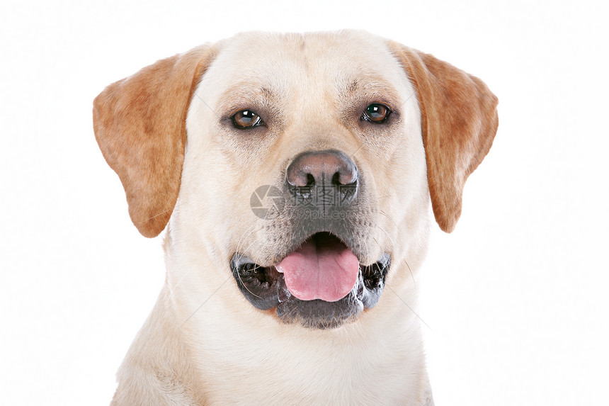 拉布拉多检索猎犬宠物工作室动物白色犬类哺乳动物黄色家畜图片