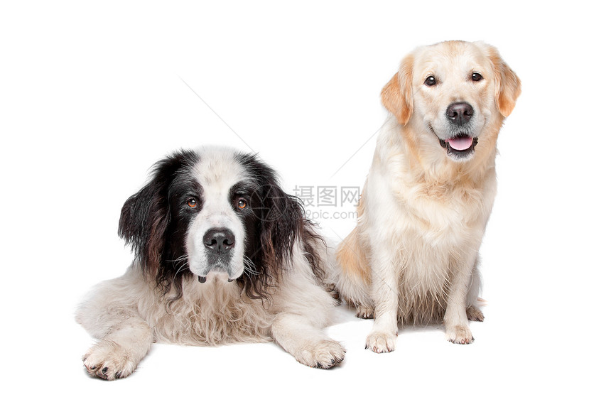 Landseer狗和一个拉布拉多检索器夫妻猎犬犬类动物哺乳动物宠物家畜图片