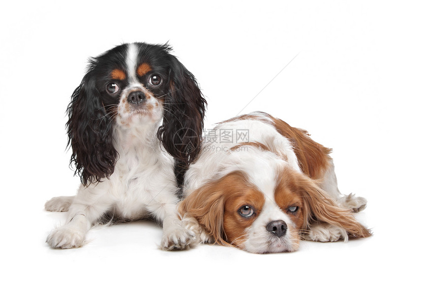 查尔斯斯帕尼尔国王的两只猎犬犬类棕色骑士动物友谊二人家畜工作室哺乳动物白色图片