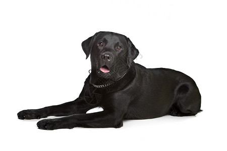 黑色拉布拉多工作室猎犬哺乳动物家畜犬类动物宠物背景图片