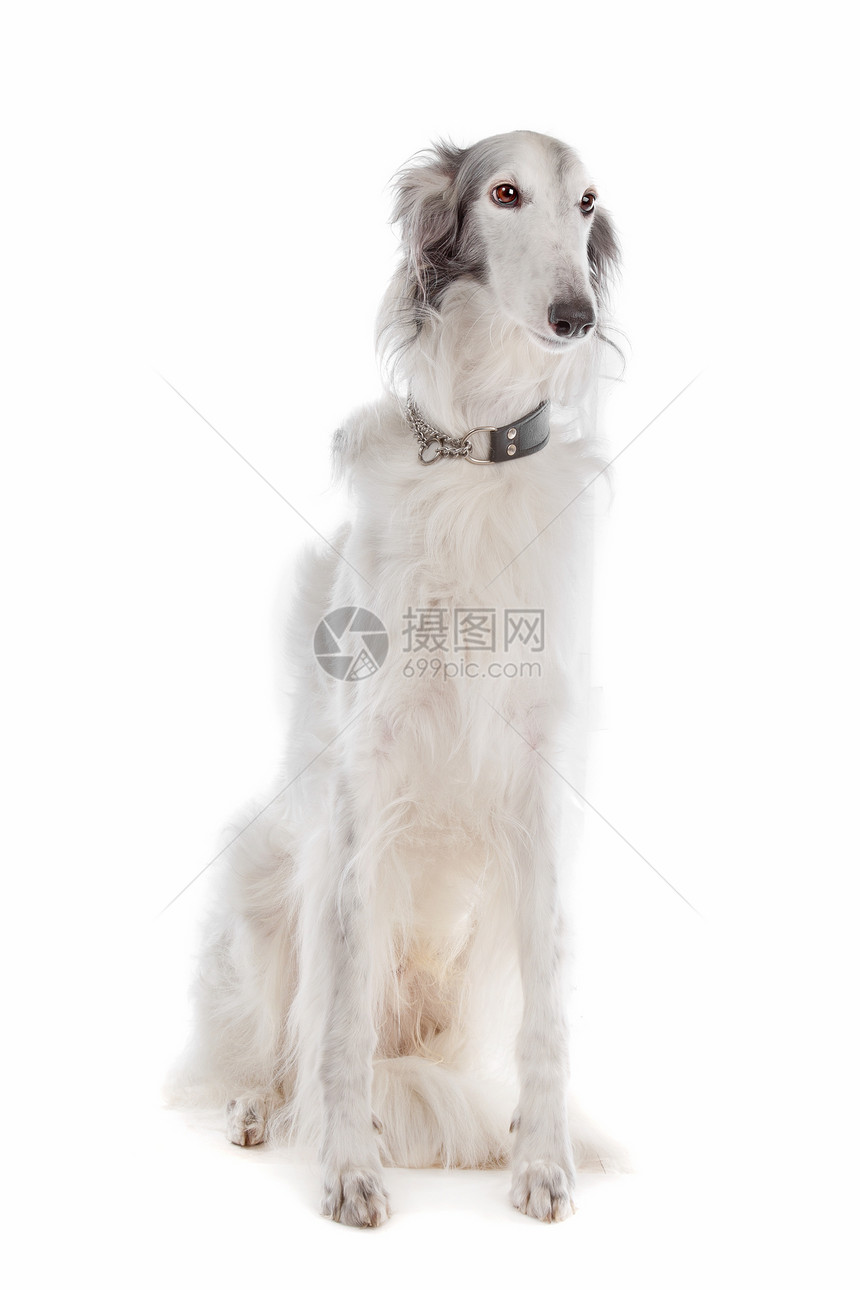 丝绸风猎犬动物犬类白色血统哺乳动物工作室图片