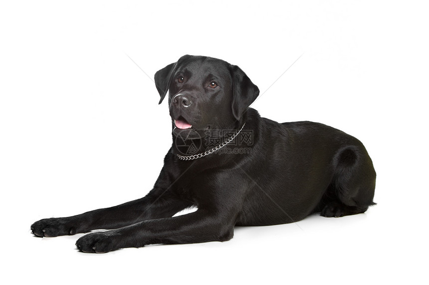 黑色拉布拉多犬类哺乳动物宠物工作室猎犬家畜动物图片