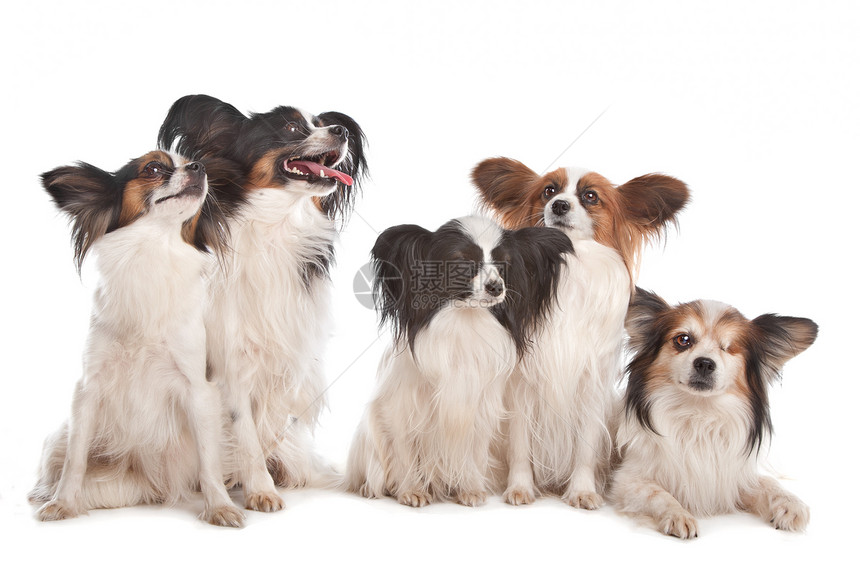 由五只小狗组成哺乳动物动物白色夫妻宠物工作室犬类图片