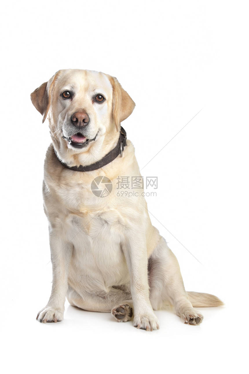 拉布拉多检索黄色家畜犬类白色宠物动物猎犬哺乳动物工作室实验室图片