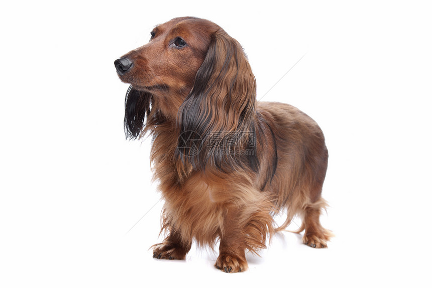 达赫肖德Dachshund热狗猎犬白色短腿动物哺乳动物长体工作室犬类家畜图片
