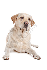 黄拉布拉多动物猎犬黄色工作室白色犬类哺乳动物纯种狗背景图片