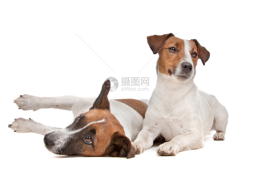 杰克罗塞尔泰瑞尔哺乳动物犬类工作室家畜短腿猎犬动物棕色白色短发图片