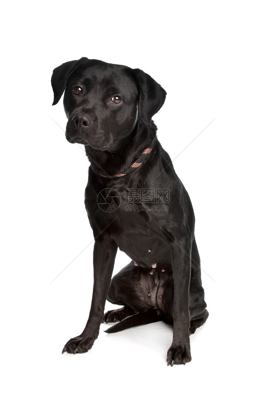 混合混种黑狗犬类哺乳动物家畜白色工作室动物黑色图片