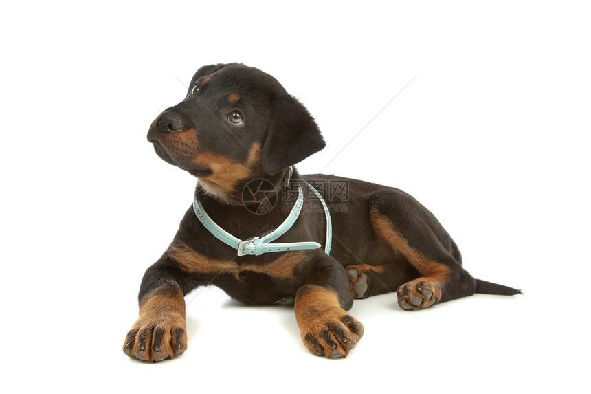 洛特韦勒小狗哺乳动物棕色黑色白色工作室纯种狗动物犬类图片