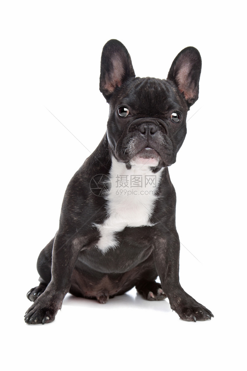 黑白法国斗牛犬宠物纯种狗工作室动物犬类哺乳动物图片