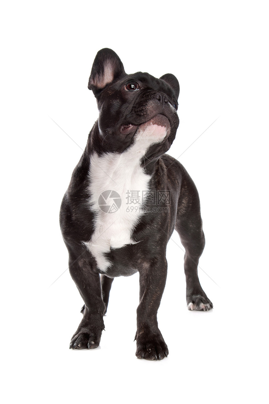 黑白法国斗牛犬宠物哺乳动物纯种狗工作室动物犬类图片