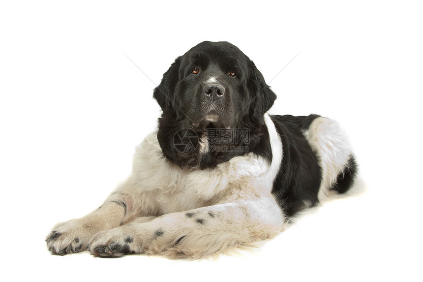 大地猎犬工作室动物纯种狗宠物哺乳动物犬类图片