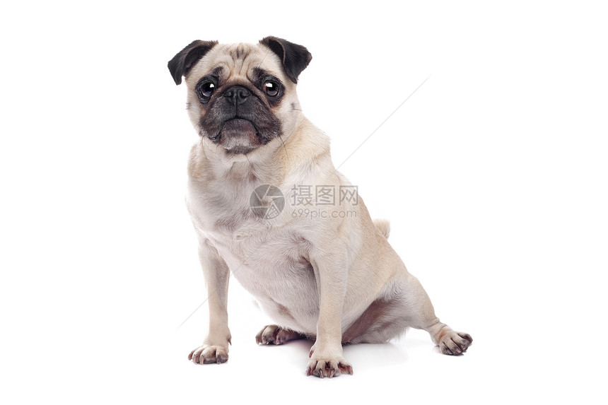 帕格狗狗哺乳动物犬类工作室皱纹宠物家畜褐色动物白色纯种狗图片