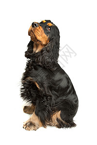 布莱克和谭英语宠物黄褐色哺乳动物卡犬动物黑色高清图片