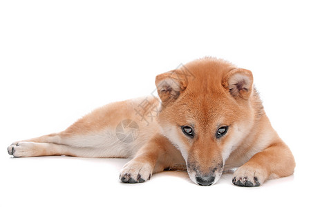 白背景面前的西叶拔因纽狗小型犬犬类小草丛哺乳动物宠物红色猎狗柴犬动物背景图片