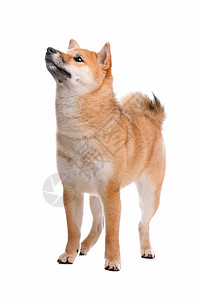 白背景面前的西叶拔因纽狗小草丛红色动物小型犬宠物猎狗哺乳动物犬类柴犬背景图片