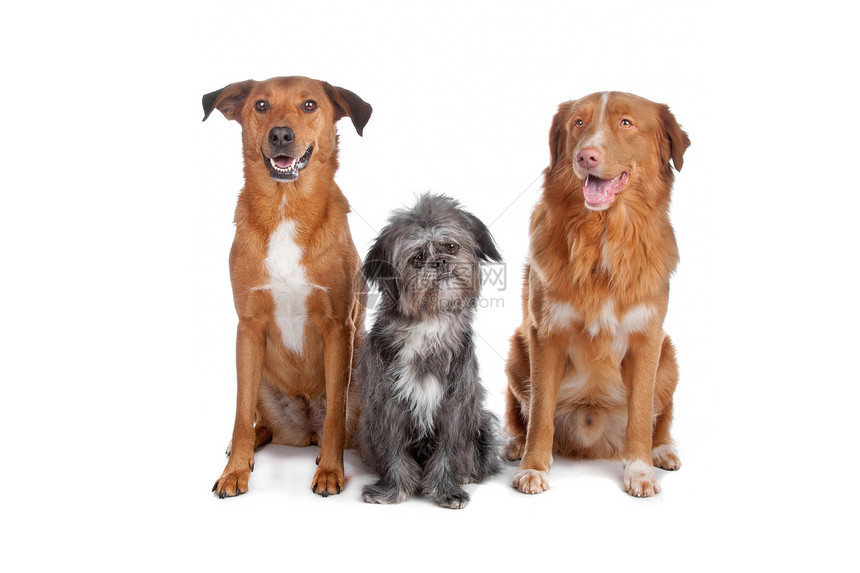 两只混合狗和新斯科舍省一家鸭子回收公司犬类红色小狗混种灰色笨蛋动物群收费宠物动物图片