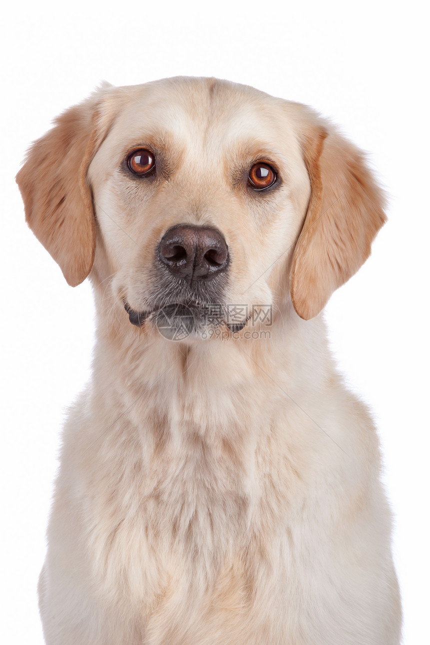 拉布拉多检索动物猎犬哺乳动物宠物犬类白色图片