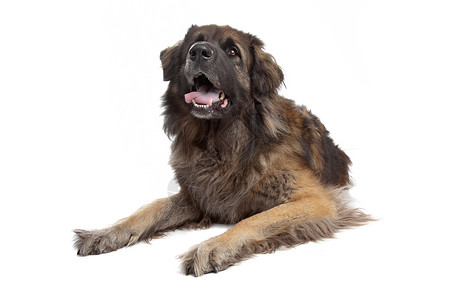 Leonberger 孤立在白色上牧羊人后卫狮子背景图片