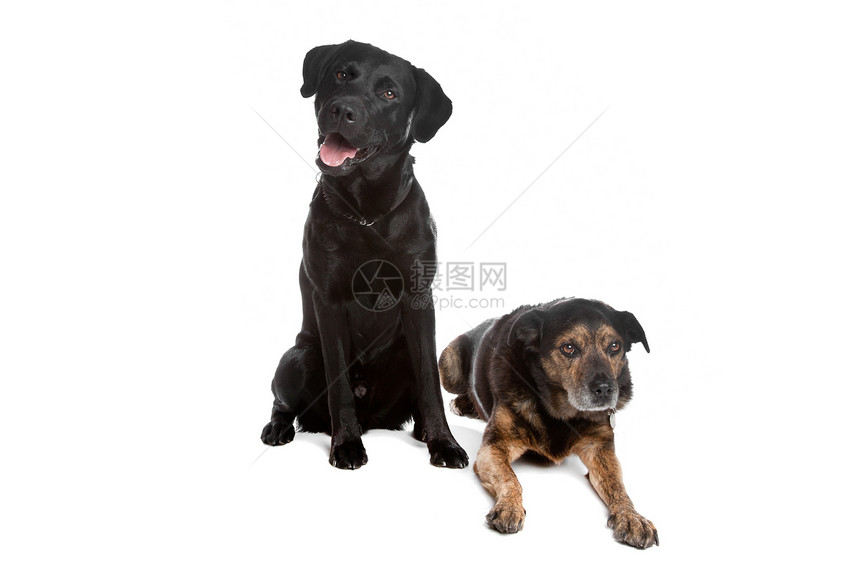 黑拉布拉多和混合品种宠物混种黑色笨蛋动物犬类白色哺乳动物猎犬图片