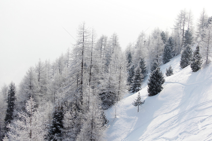 积雪中的森林蓝色太阳首脑环境场景公园高地天气天空照明图片