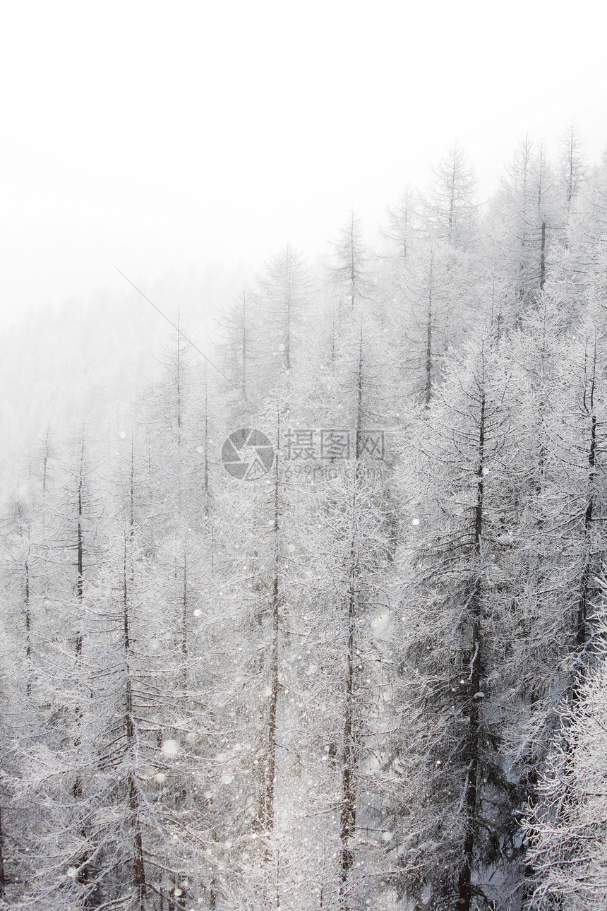 积雪中的森林旅行天气蓝色童话降雪全景环境气候高地阳光图片