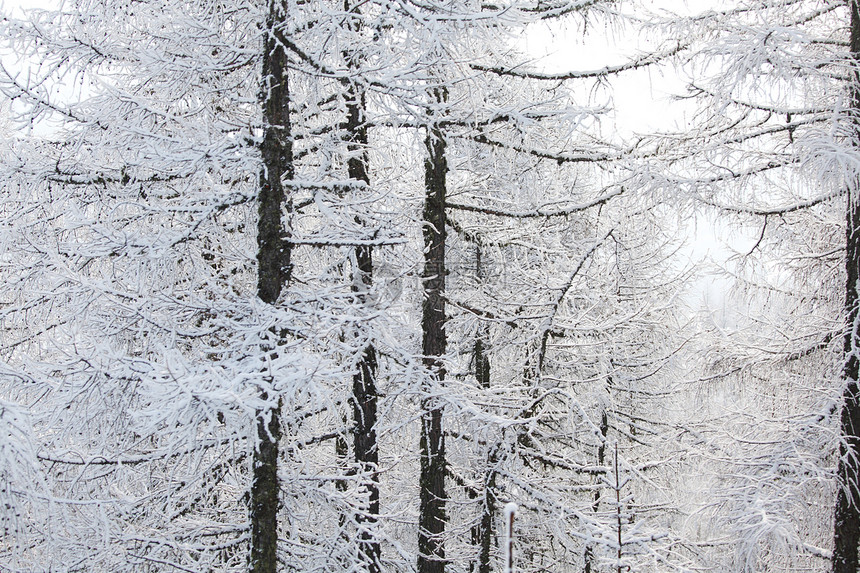 积雪中的森林天空木头环境场景阳光太阳树木童话降雪照明图片