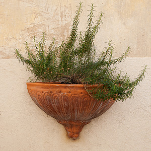 地中海植物浴盆背景图片