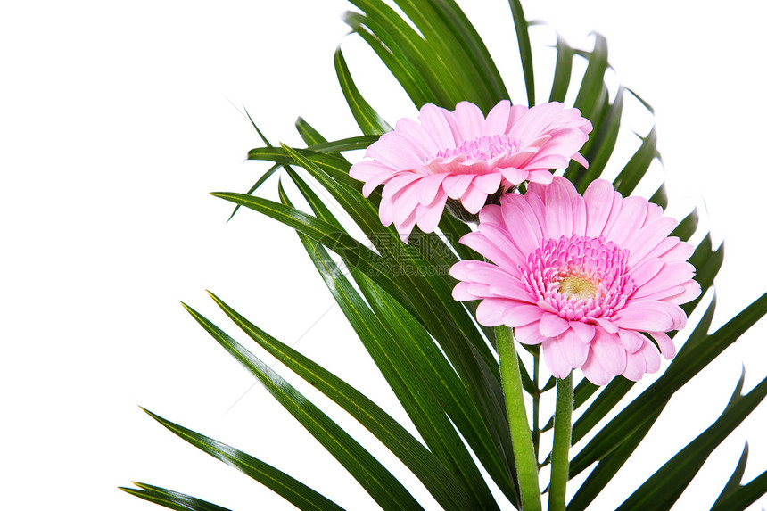 粉红色细粉色斑马拉花朵植物白色图片