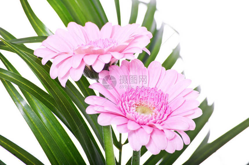 粉红色细粉色斑马拉白色植物图片