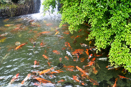 日式日本奇才废话生活传统水池池塘宠物鲤鱼粉色红色文化爱好背景图片