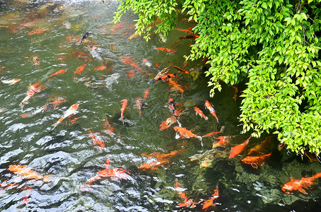 日式日本奇才废话游泳生活传统红色金子池塘白色宠物波纹爱好背景图片