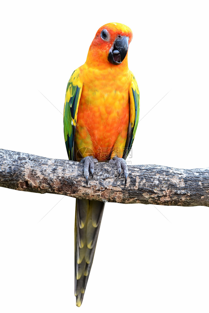 太阳卷尾鹦鹉太阳橙子鸟类白色账单宠物绿色羽毛情调异国图片