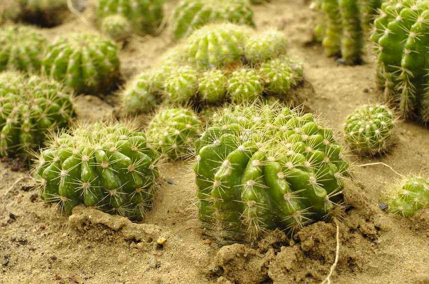 仙地甜点世界植物学沙漠团体长钉蔬菜太阳植物生活图片