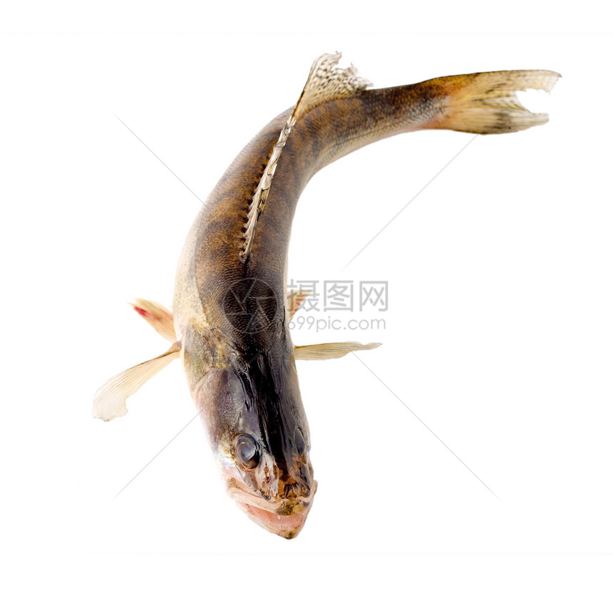 新鲜原生鱼野生动物生活栖息淡水白斑海鲜尾巴条纹动物白色图片