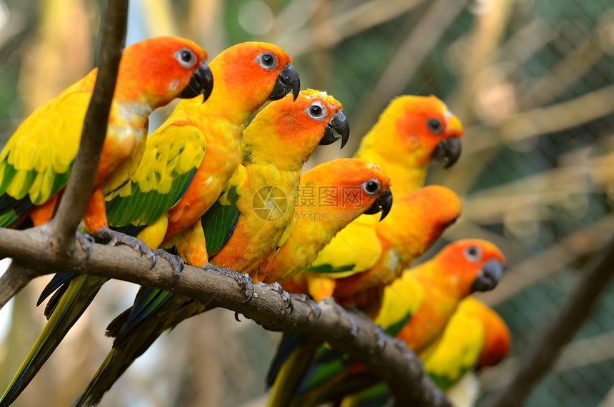 太阳时期野生动物动物园鹦鹉荒野濒危异国绿翅家庭红色锥尾图片