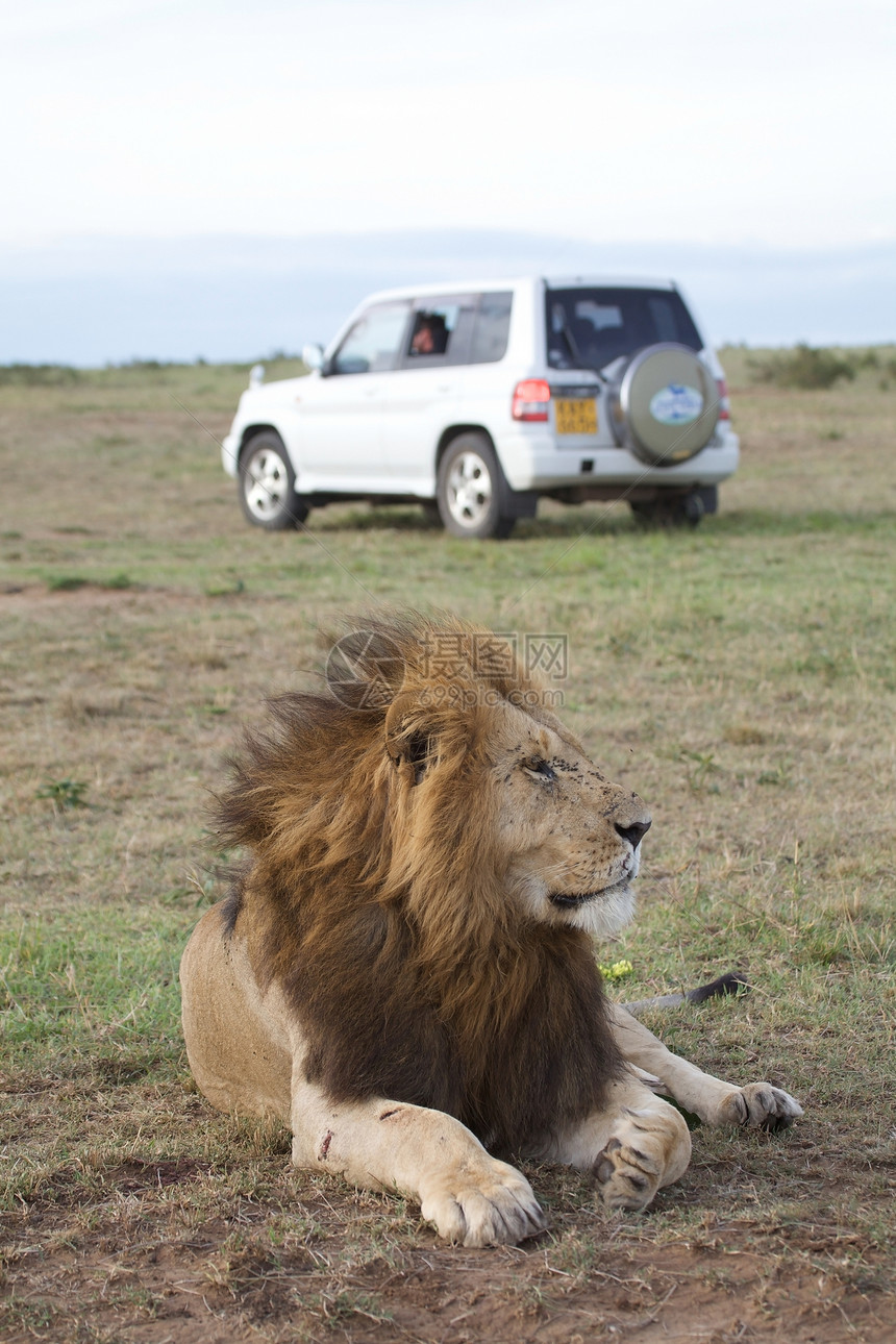 非洲狮子猫科旅游食肉男性野生动物国王捕食者动物旅行动物群图片