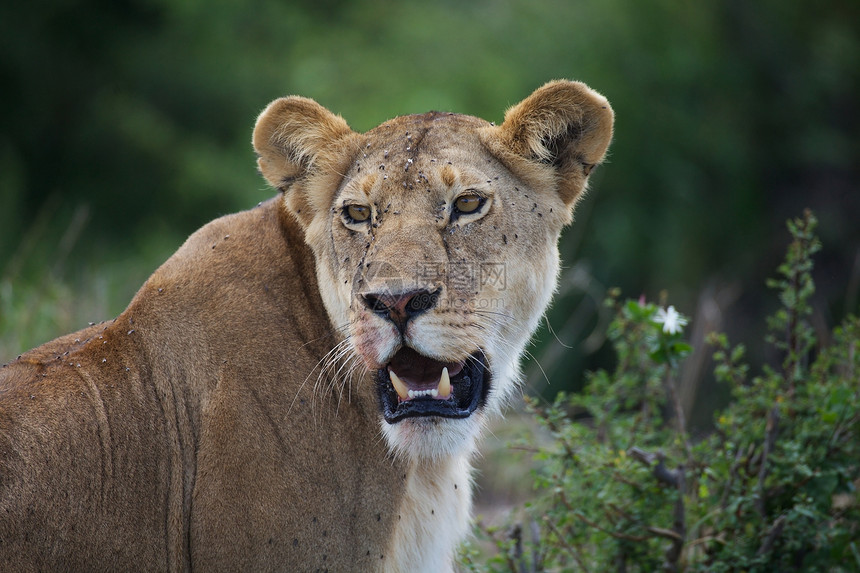 非洲狮子动物捕食者母狮猫科动物群野生动物旅行哺乳动物旅游荒野图片