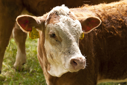 图林根奶牛动物农业草地牛牧场踪迹高度爬山奶制品农场宠物背景