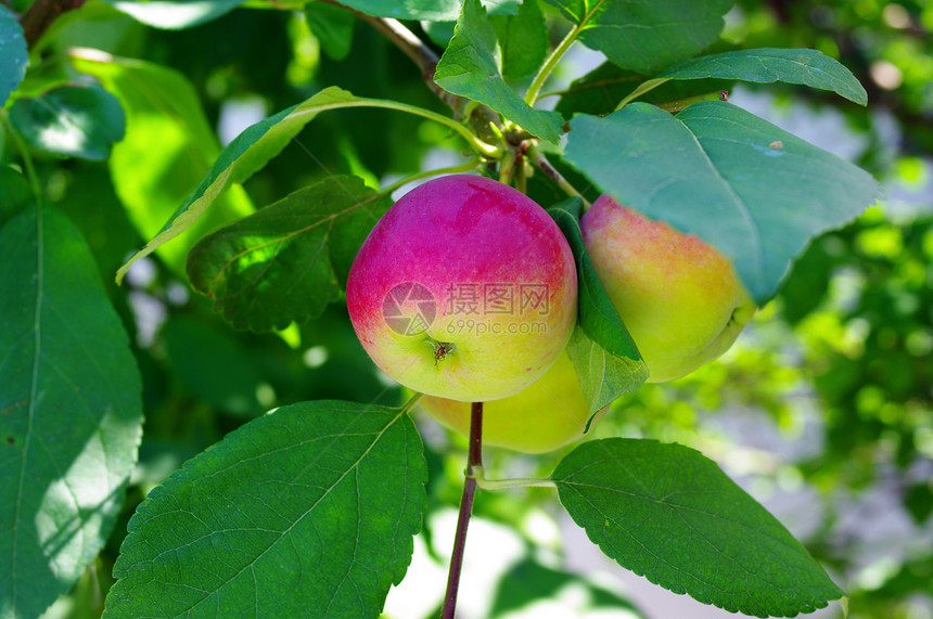 苹果花园里满满是被撕碎的红苹果生物学树林食物收成植物果园叶子农场生产美食图片