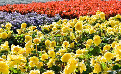 鲜花玫瑰黄色花朵花坛花瓣院子红色花园公园正方形背景图片