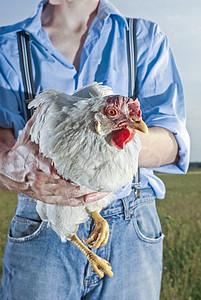 养鸡农背景图片