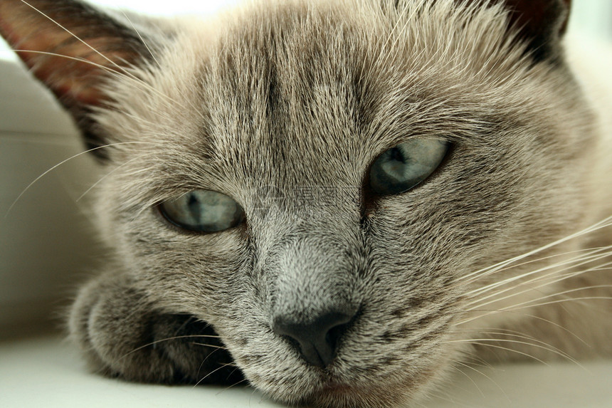 Cat 特写猫猫科动物蓝天毛皮蓝色头发宠物海滩鼻子奶油苦难图片