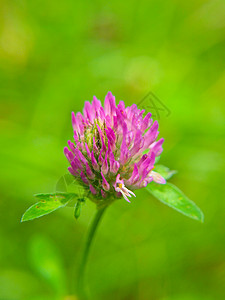 紫色三叶草粉红色花朵紧闭 朝绿色方向草本植物群宏观蜂蜜荒野紫色叶子红色植物药品背景