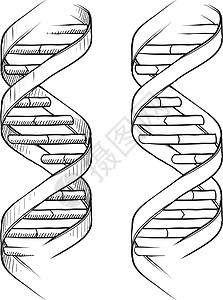 螺旋丝带DNA双重螺旋草图插画