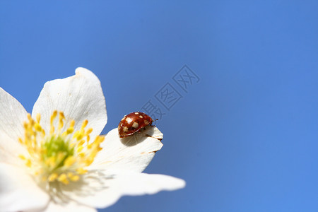 向花下爬瓢虫向天空飘忽草地生物植物甲虫漏洞蓝色日光植物学花瓣昆虫背景