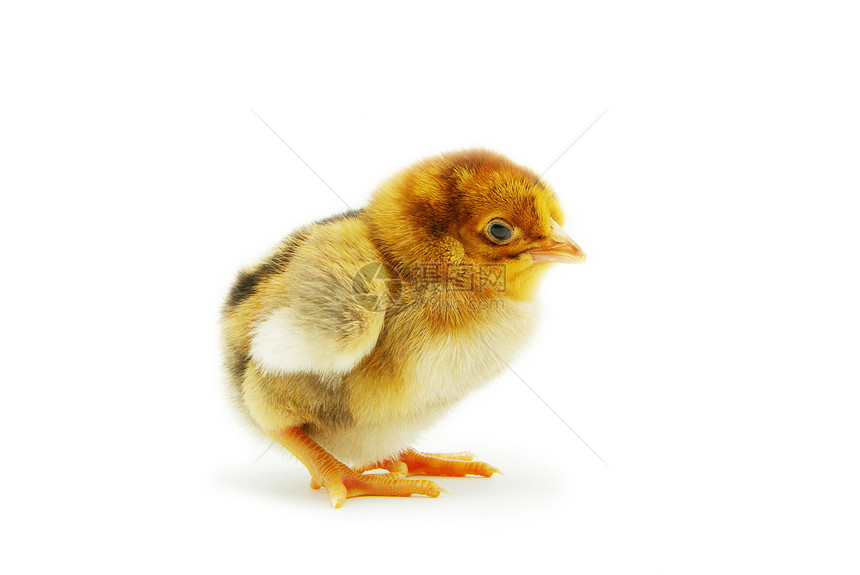 鸡孵化母鸡白色毛皮婴儿生活工作室翅膀黄色家禽图片