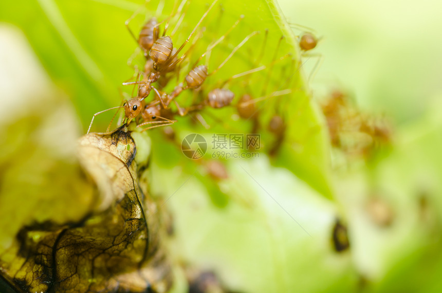 绿色性质的红蚂蚁团队合作损害橙子漏洞生物工人野生动物水平红色宏观昆虫图片
