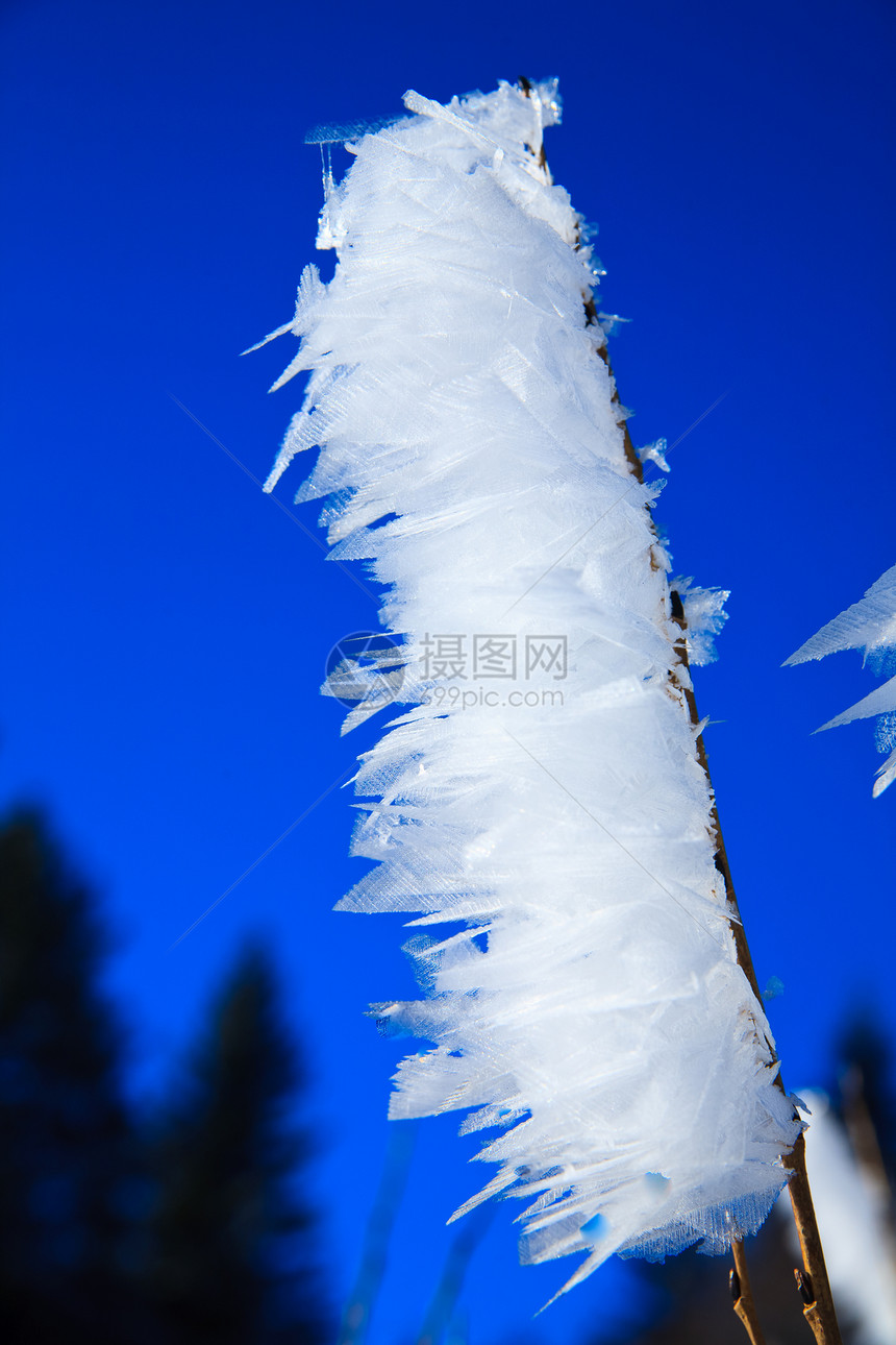 冰雪年龄霜冻太阳树木温度雪花玻璃季节叶子森林公园装饰品图片